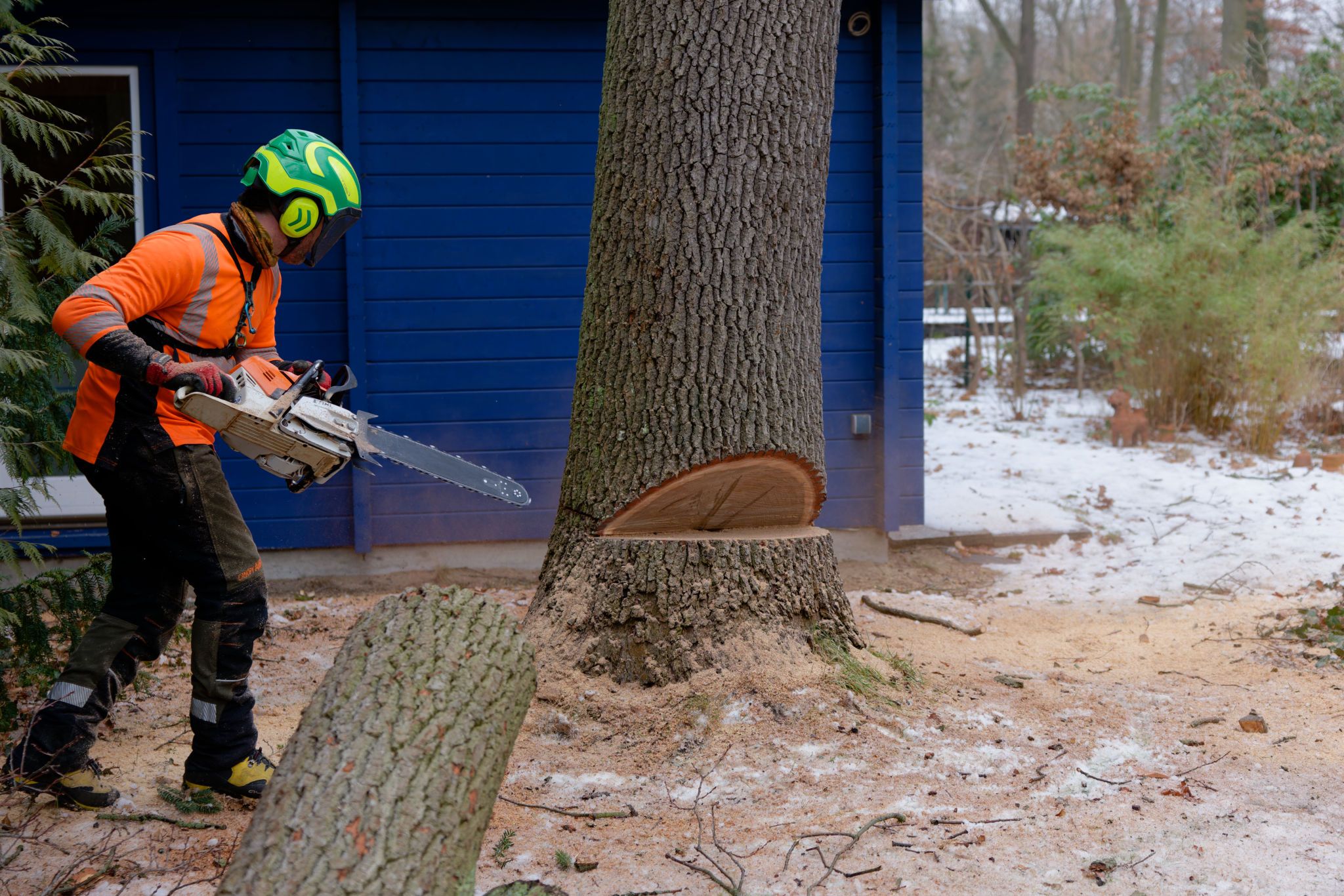 Arborist bereitet den Rückschnitt (Back Cut) für die kontrollierte Fällung vor