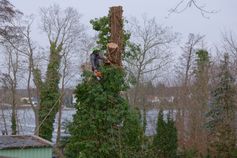 Baumkletterer stößt ein abgesägtes Stammstück mit der Hand ab, um es kontrolliert fallen zu lassen