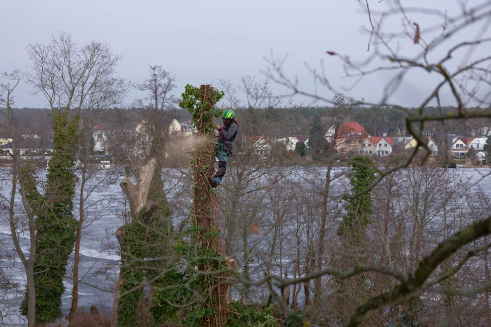 Baumkletterer kappt die Stammspitze mit der Motorsäge bei der Baumfällung
