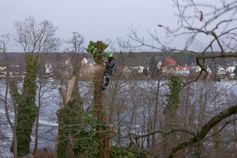Baumkletterer kappt die Stammspitze mit der Motorsäge bei der Baumfällung