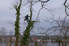 Baumkletterer bereitet mit einem Riggingseil die kontrollierte Abtragung der Baumspitze vor