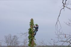Baumkletterer entfernt ein Stammstück mit der Motorsäge bei der Baumfällung