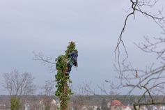 Baumkletterer wirft ein abgesägtes Stammstück kontrolliert nach unten