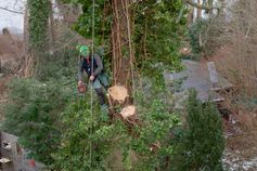 Abgesägtes Stammstück wird mit Riggingseil kontrolliert abgelassen