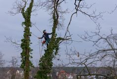 Baumkletterer im oberen Kronenbereich sucht einen geeigneten Anschlagpunkt für eine Riggingrolle zur kontrollierten Astabtragung