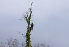 Baumkletterer macht eine kurze Pause oben im Baum