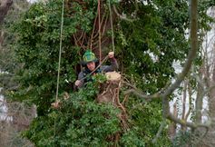 Baumkletterer befestigt ein Riggingseil an einem efeubewachsenen Stamm, um ein Stammstück kontrolliert abzutragen