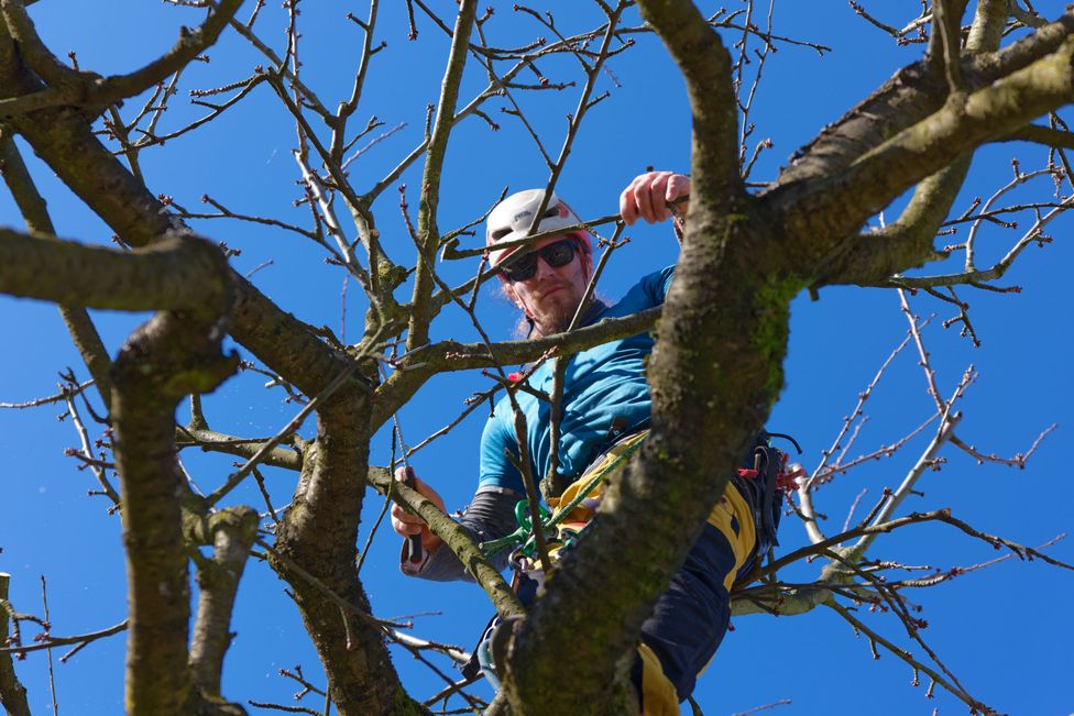 Baumkletterer arbeitet im Kirschbaum (Baumschnitt)