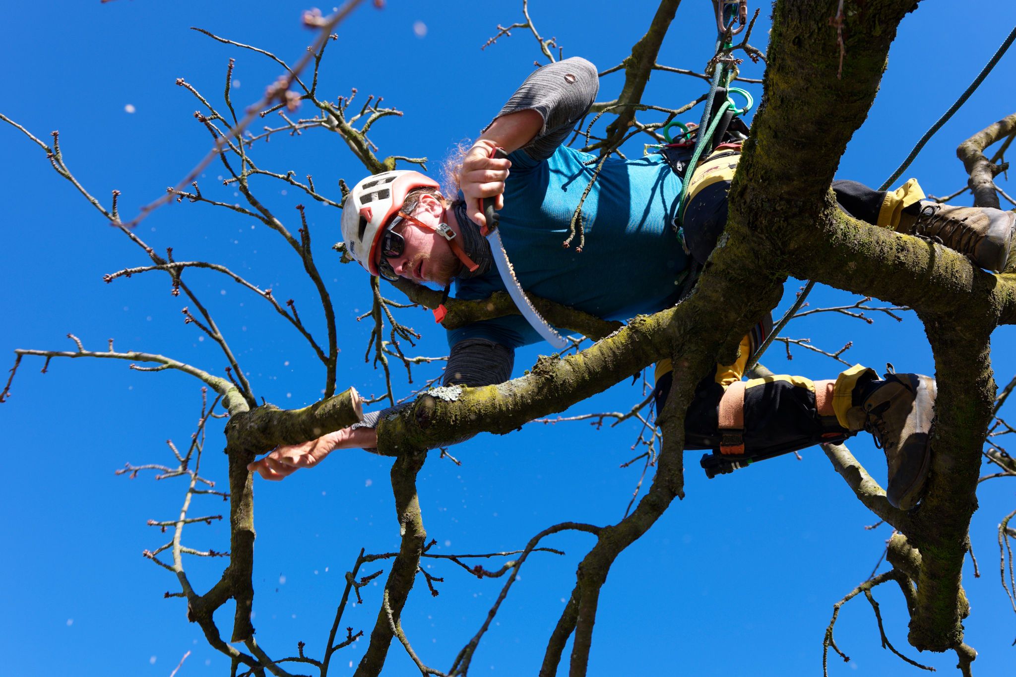 Baumkletterer schneidet einen Kirschbaum (Baumschnitt)