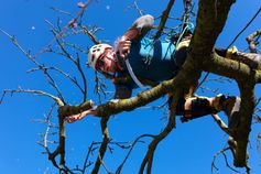 Baumkletterer schneidet einen Kirschbaum (Baumschnitt)