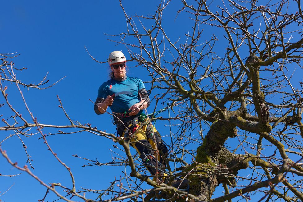Baumkletterer oben im Kirschbaum beim Schnitt