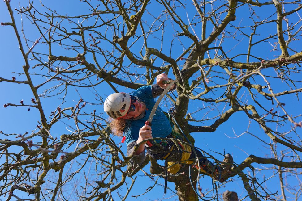 Baumkletterer sägt in Extremposition einen Ast am Kirschbaum mit der Handsäge ab