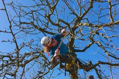 Baumkletterer sägt in Extremposition einen Ast am Kirschbaum mit der Handsäge ab