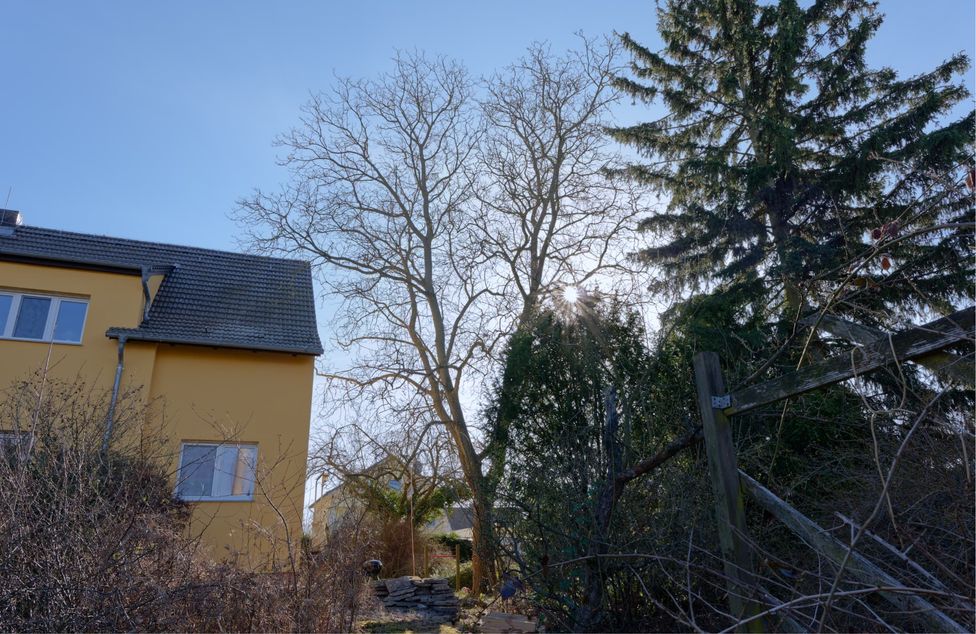 Walnussbaum in Berlin-Marzahn vor der Kronenpflege