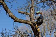 Arborist untersucht Baumhöhlen mit einem Endoskop in Berlin-Spandau