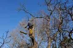 Arborist wirft ein abgesägtes Stammstück eines Walnussbaums weg in Berlin-Spandau