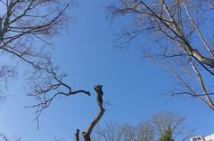 Arborist hat die Baumspitze eines Walnussbaums in Berlin-Spandau abgetragen