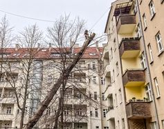 Baumkletterer arbeitet an der Spitze eines sturmgeschädigten Baums in einem Innenhof zwischen Wohnhäusern