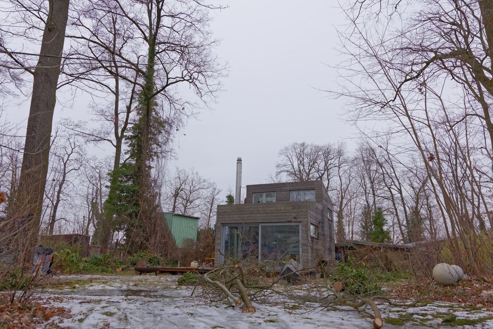 Standort der Hybridpappel auf der Insel Valentinswerder in Berlin nach der Entfernung