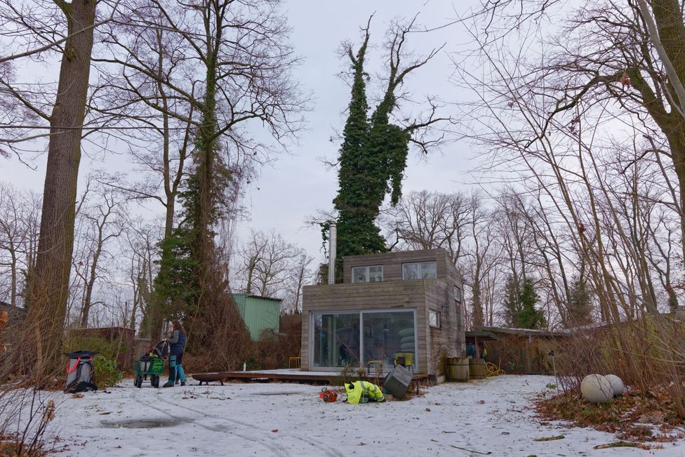 Hybridpappel auf der Insel Valentinswerder in Berlin vor der Entfernung